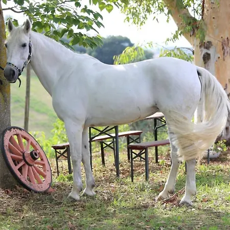 Manuel Pianella (Pescara)