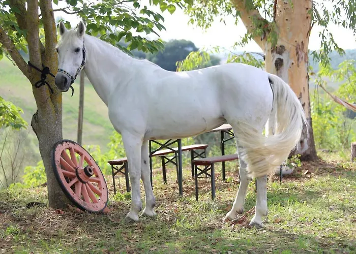 Manuel Pianella (Pescara)